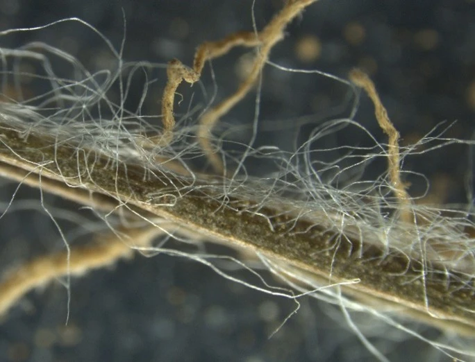 Clifton Full Cut No VAM